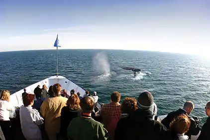 San Diego Whale & Dolphin Watching Cruise