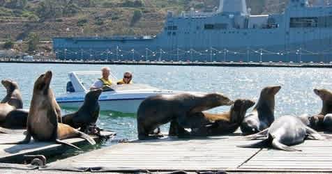 Speed Boat Adventure Tour