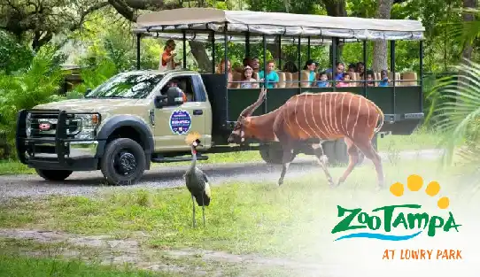 Tampa Zoo