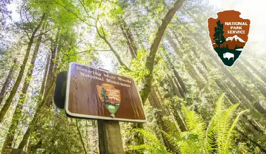 City & Woods: Hop-On Hop-Off Tour & Muir Woods Tour