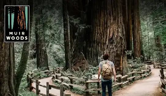 Muir Woods & Sausalito Tour