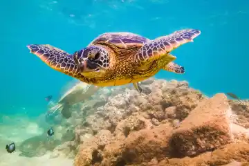 Turtle Snorkeling Adventure