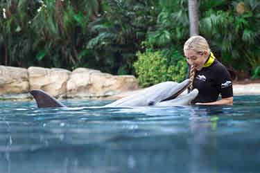 Resort Package with a Dolphin Swim