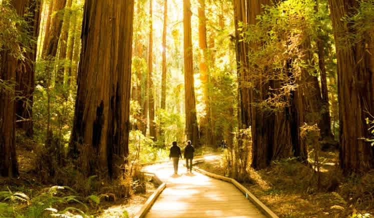 City & Woods: Hop-On Hop-Off Tour & Muir Woods Tour