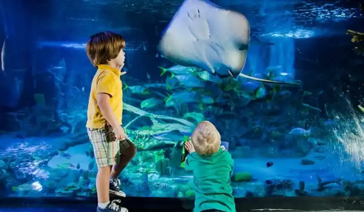 Sea Life Aquarium Dallas