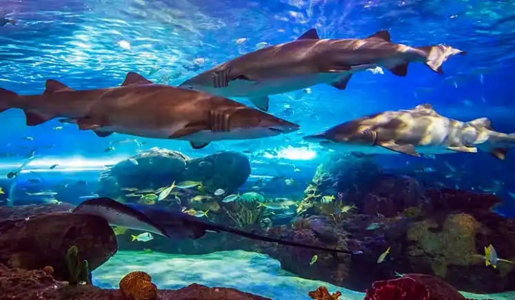 Ripleys Aquarium