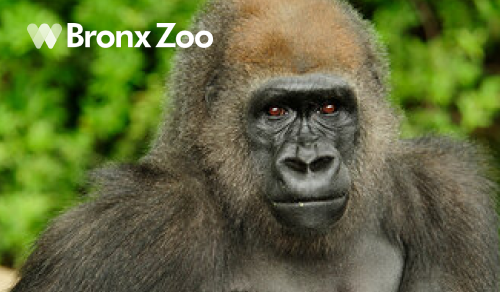 Bronx Zoo
