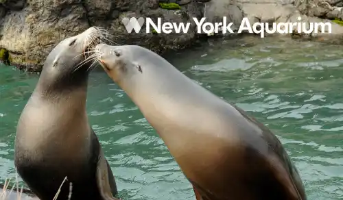 New York Aquarium