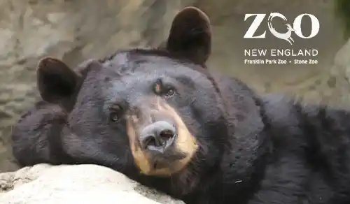 Stone Zoo: Zoo New England