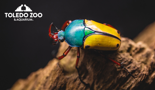 Toledo Zoo and Aquarium