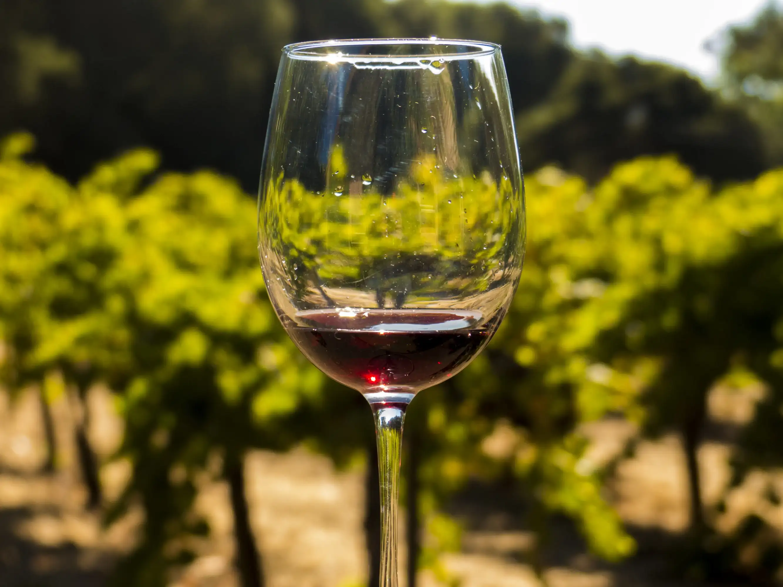 Full Day Wine Country Tour (Sonoma Valley & Napa Valley) 