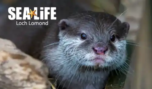 Sea Life Loch Lomond