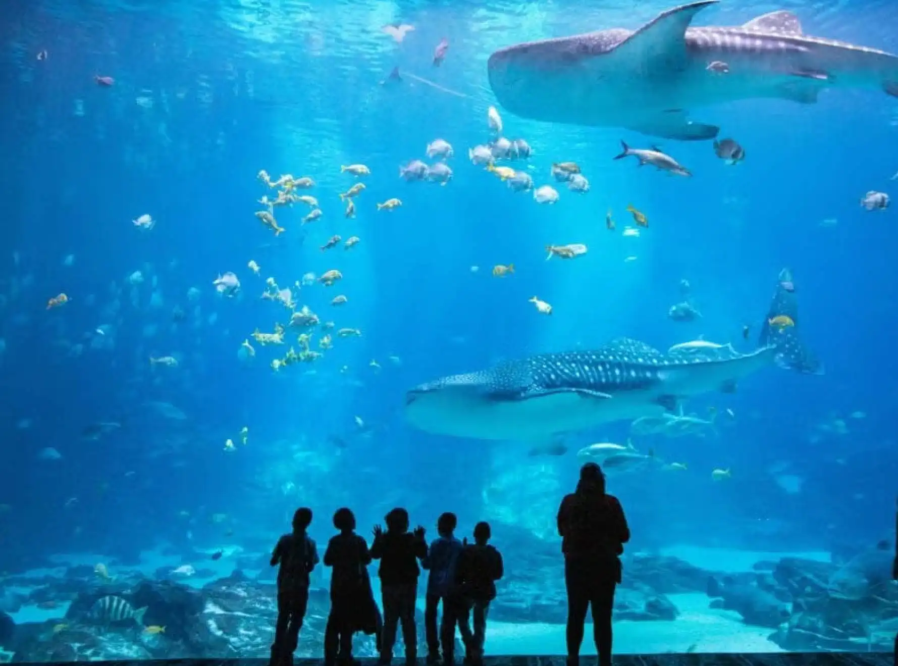 Georgia Aquarium