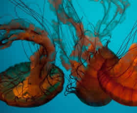 12 Saving Tips: How to Save Money at Disney World Orlando