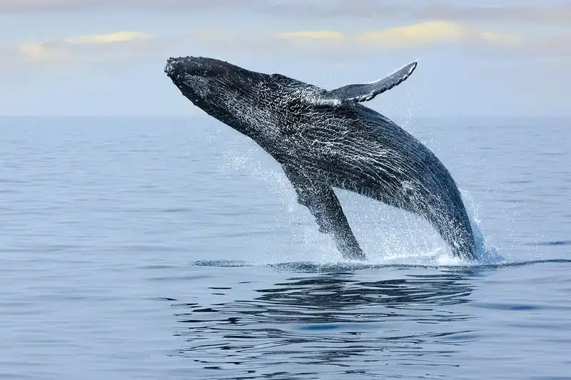 Whale Watch