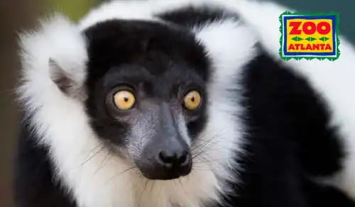 Zoo Atlanta