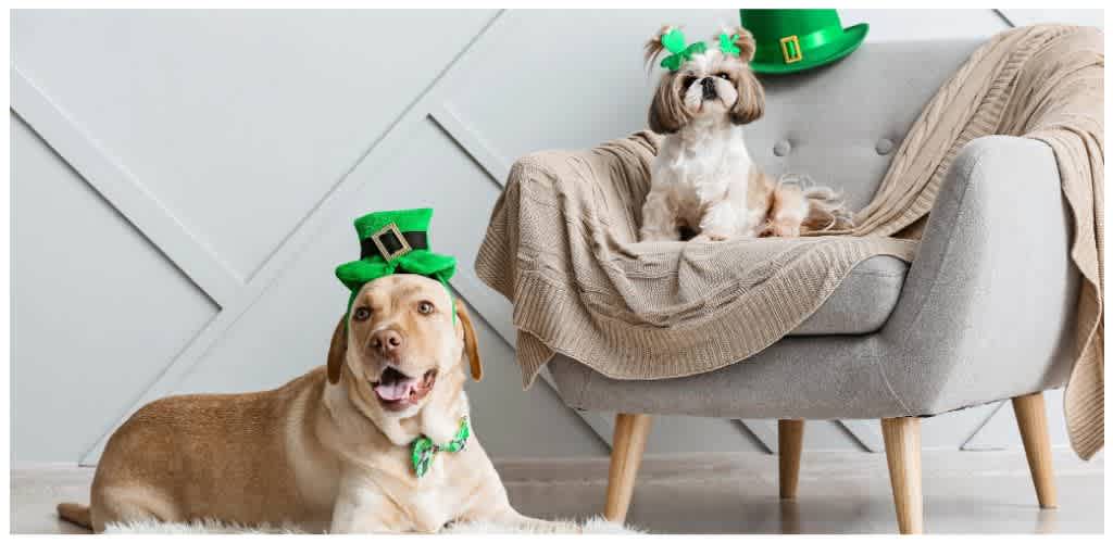 Two dogs dressed in festive green hats and accessories indoors with a gray armchair and decorated wall in the background