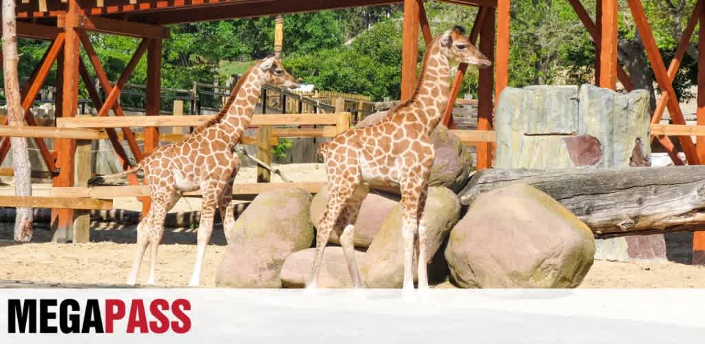 Two giraffes standing near rocks at a zoo exhibit with wooden structures and green trees in the background