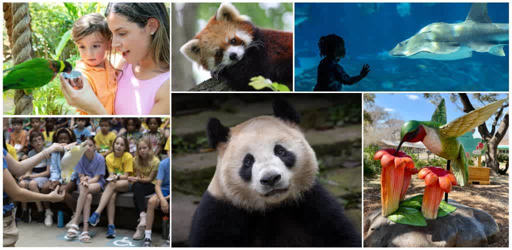 Collage of children enjoying animals and wildlife exhibits at Funex Zoo including a panda, a fox, a hummingbird, a shark, and a rainforest display.