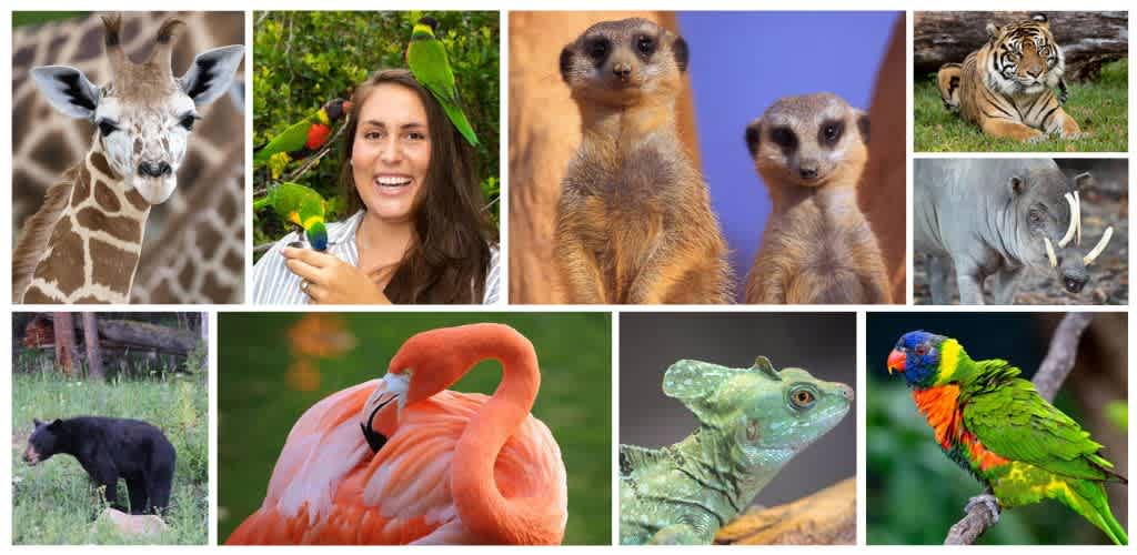 A collage of animals including a giraffe, woman with parrots, meerkats, tiger, elephant, black bear, flamingo, iguana, and a colorful bird