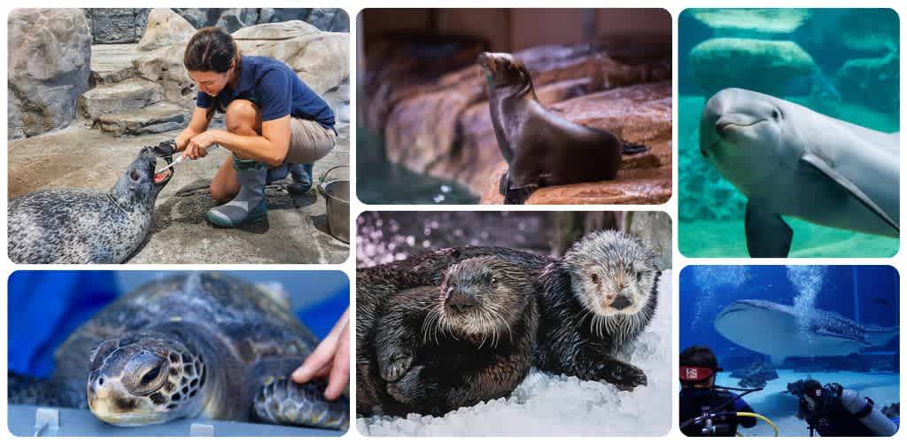 A woman interacts with a seal at a zoo, various marine animals like dolphins and sea otters swimming underwater, and a scene of underwater scuba divers observing marine life.