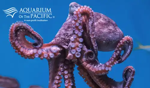 Aquarium of the Pacific