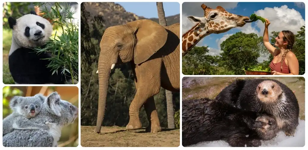 Group of wild animals including a panda bear, elephant, giraffe, koalas, and otters in natural habitats