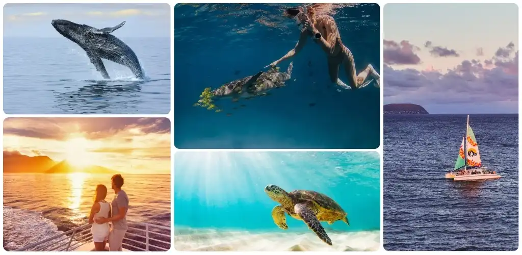 Collage of ocean scenes including a whale leaping, a diver with a sea turtle, a couple watching sunset, a sailboat on calm water, and a sea turtle underwater.