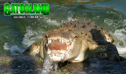 Gatorland