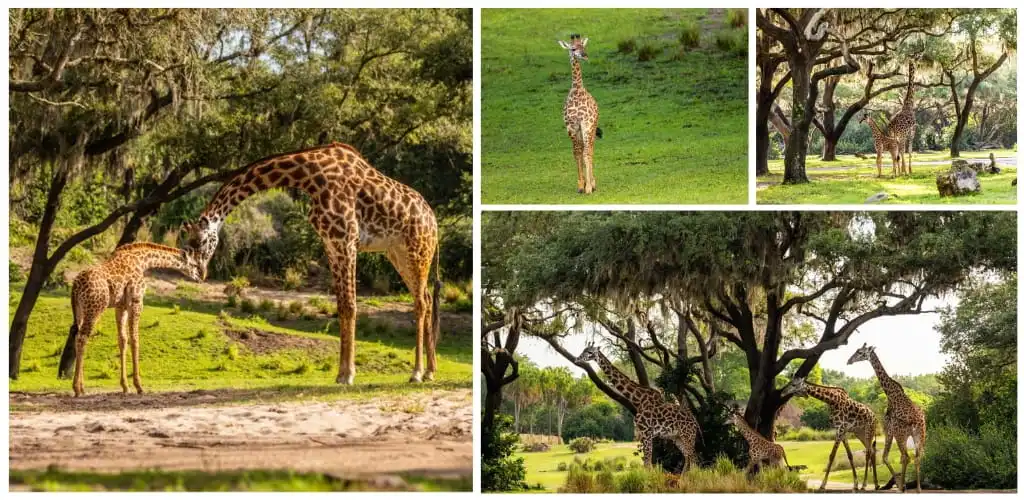 See the Newest Baby Animals at Walt Disney World® Resort: It’s Gonna Be a Wild Getaway!