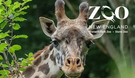 Franklin Park Zoo: Zoo New England
