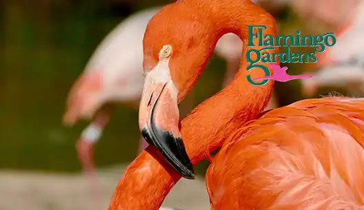 Flamingo Gardens