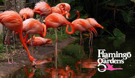Flamingo Gardens