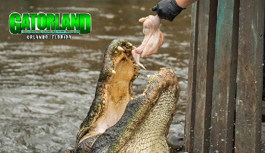 Gatorland