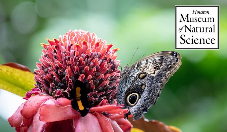 Cockrell Butterfly Center