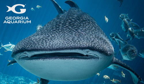 Georgia Aquarium