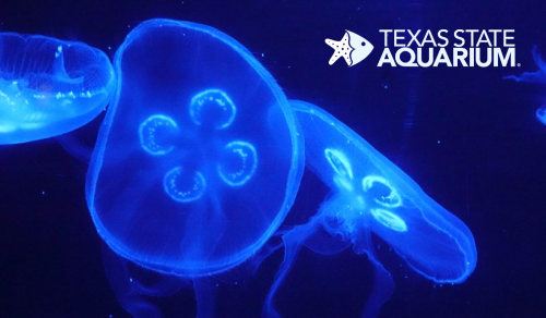 Texas State Aquarium