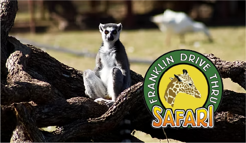 Franklin Drive Thru Safari
